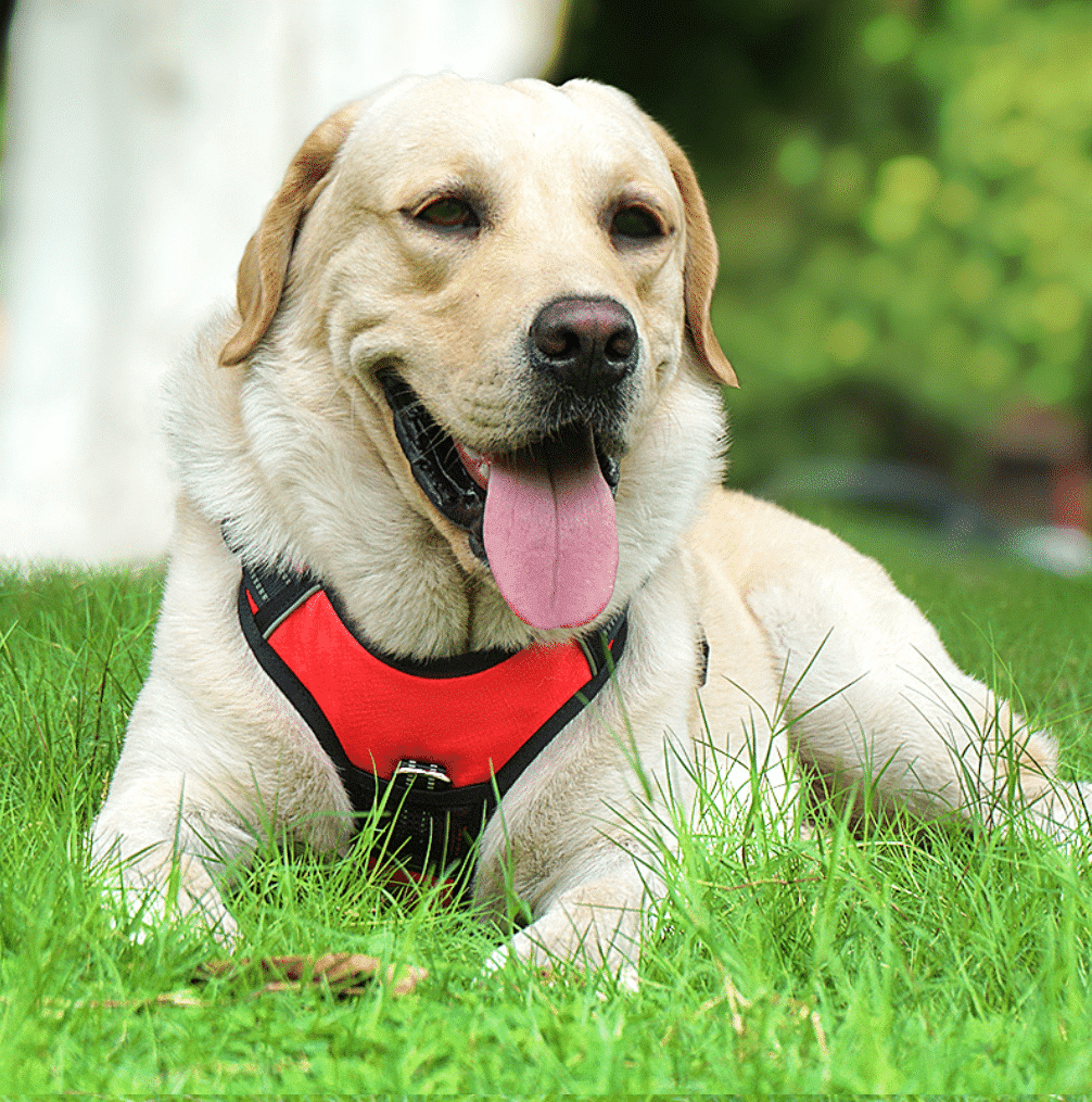 Blød Luksus Hundesele m/refleks - robust & vandfast - rød, sort eller blå