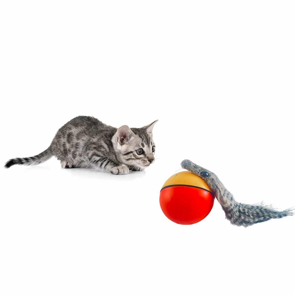 Bæverkugle - elektrisk legetøj til husdyr