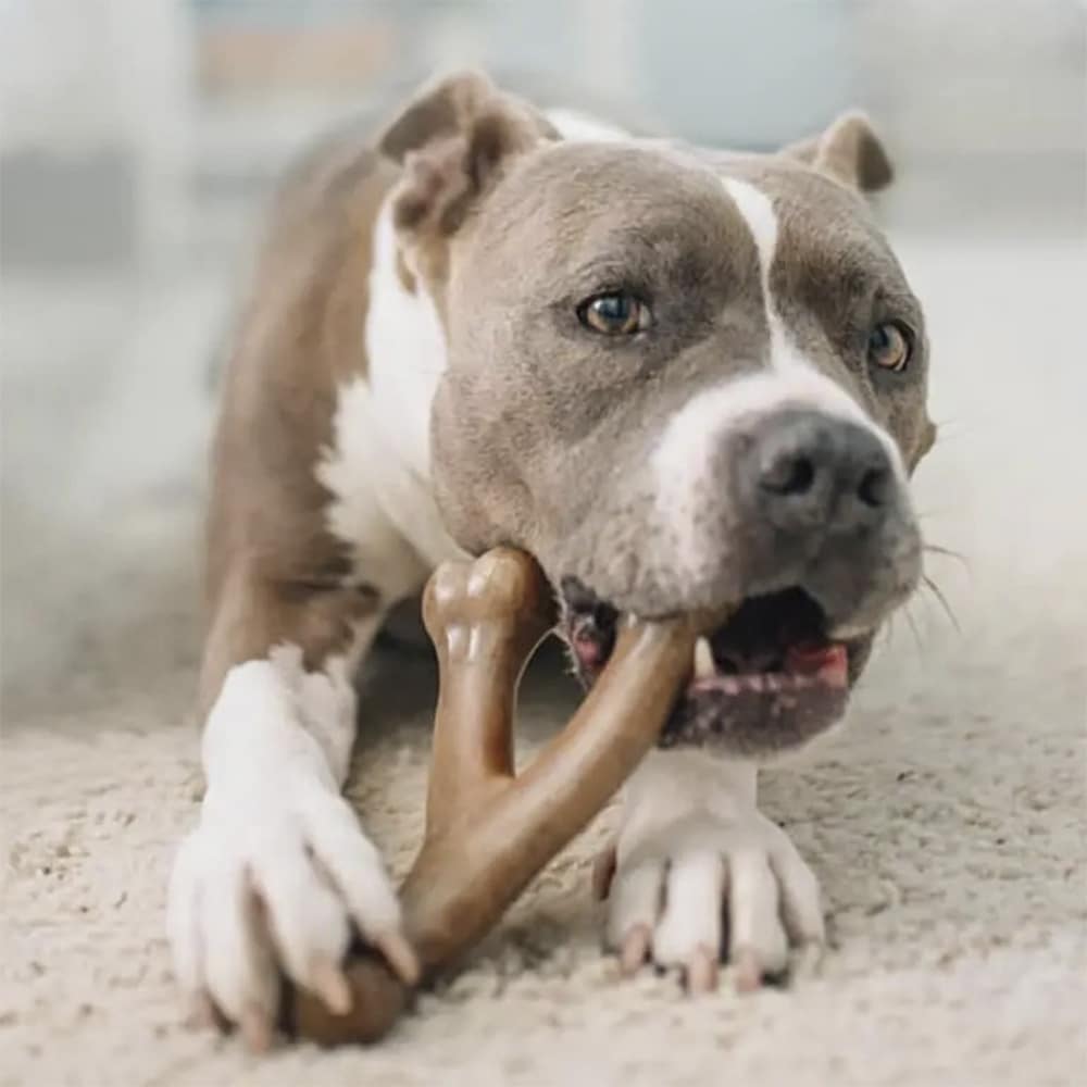 Hundetygge ben med bacon- og kyllingesmag